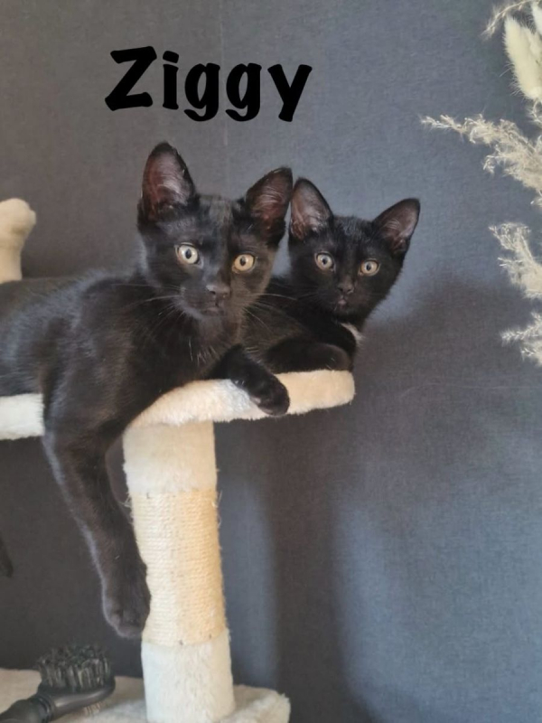 Photo #3 de ZIGGY