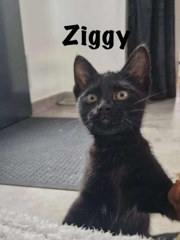 Photo #8 de ZIGGY