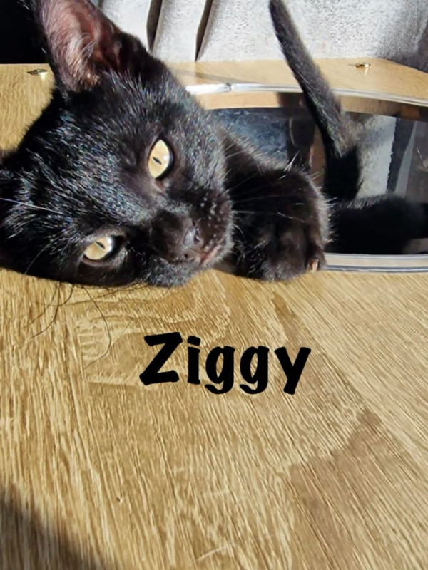 Photo #6 de ZIGGY