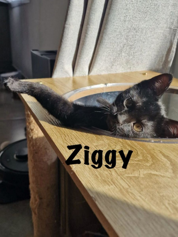 Photo #7 de ZIGGY