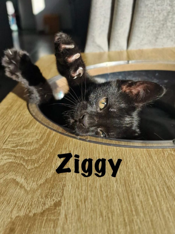 Photo #5 de ZIGGY