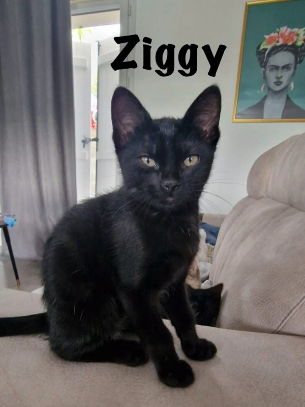 Photo #1 de ZIGGY