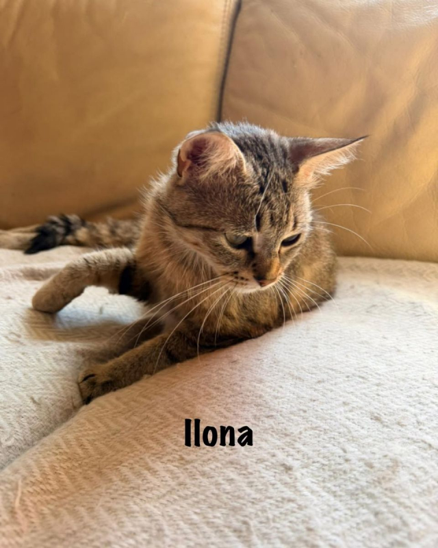 Photo #5 de ILONA