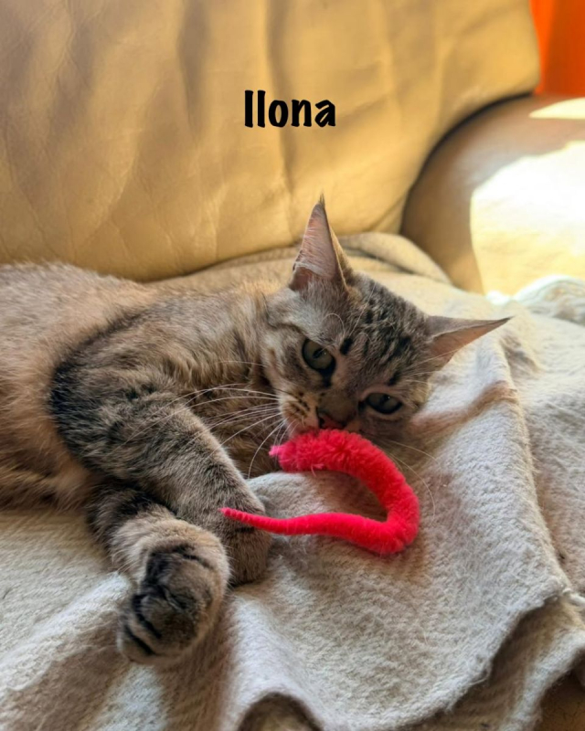 Photo #3 de ILONA
