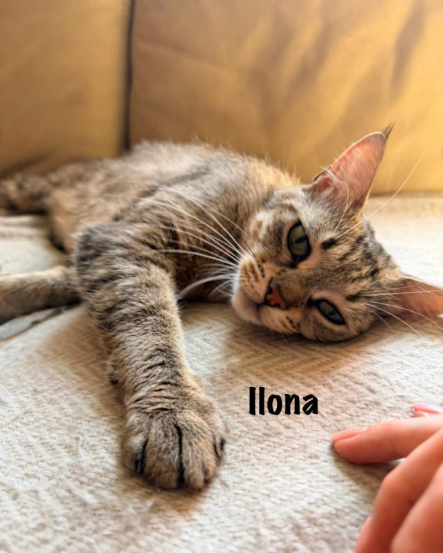 Photo #8 de ILONA