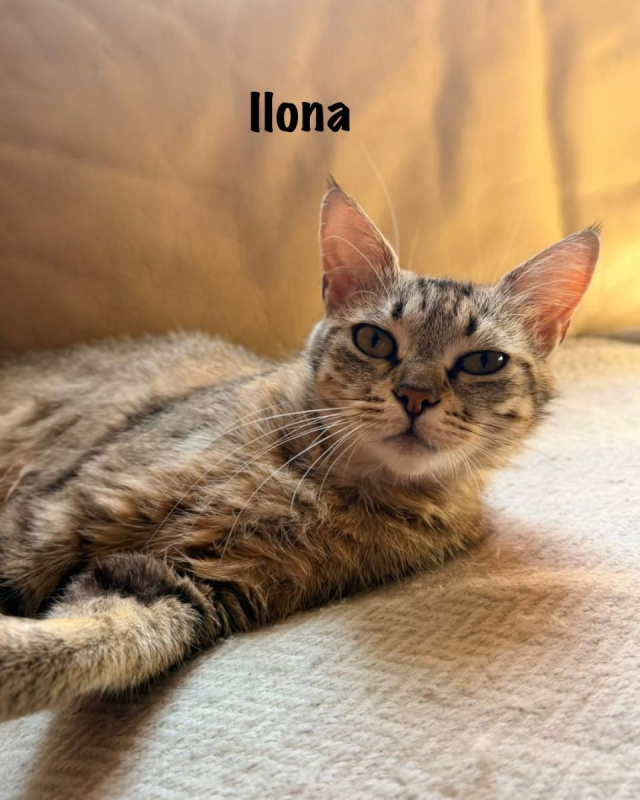 Photo #7 de ILONA