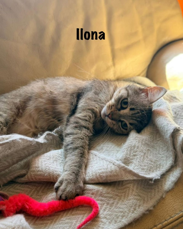 Photo #9 de ILONA