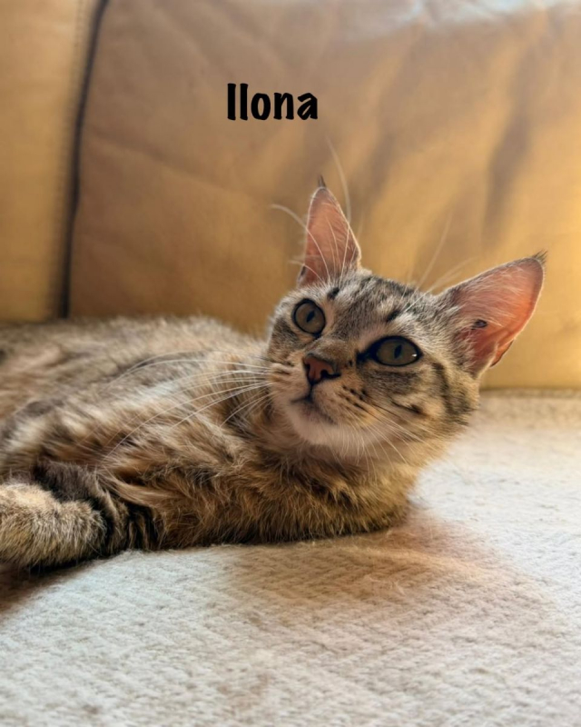 Photo #4 de ILONA