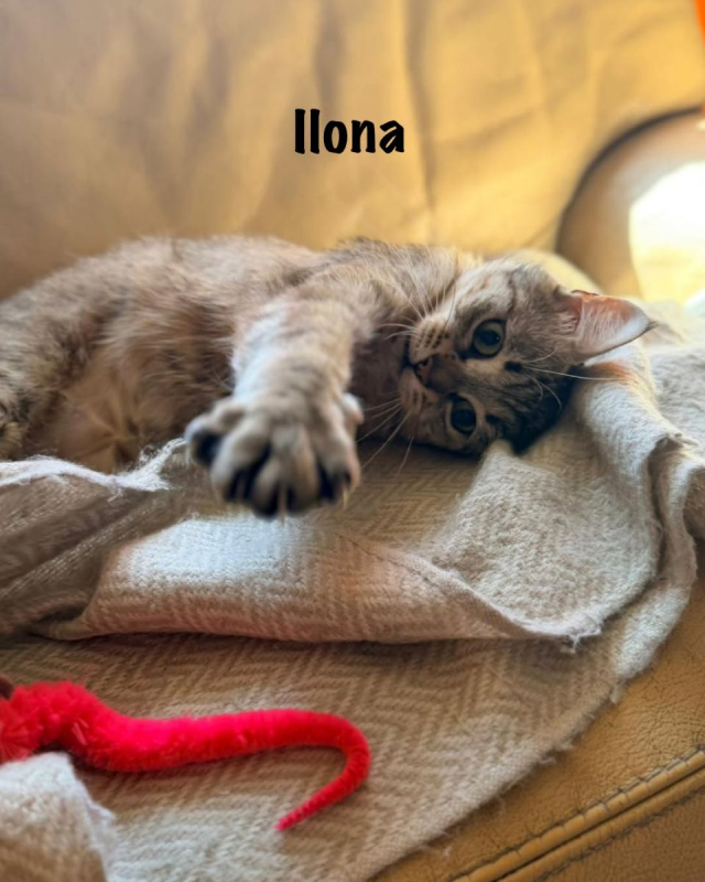 Photo #1 de ILONA