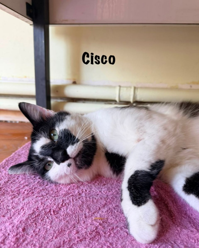 Photo #3 de CISCO