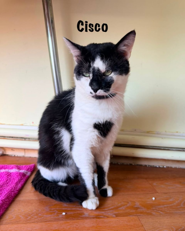 Photo #6 de CISCO