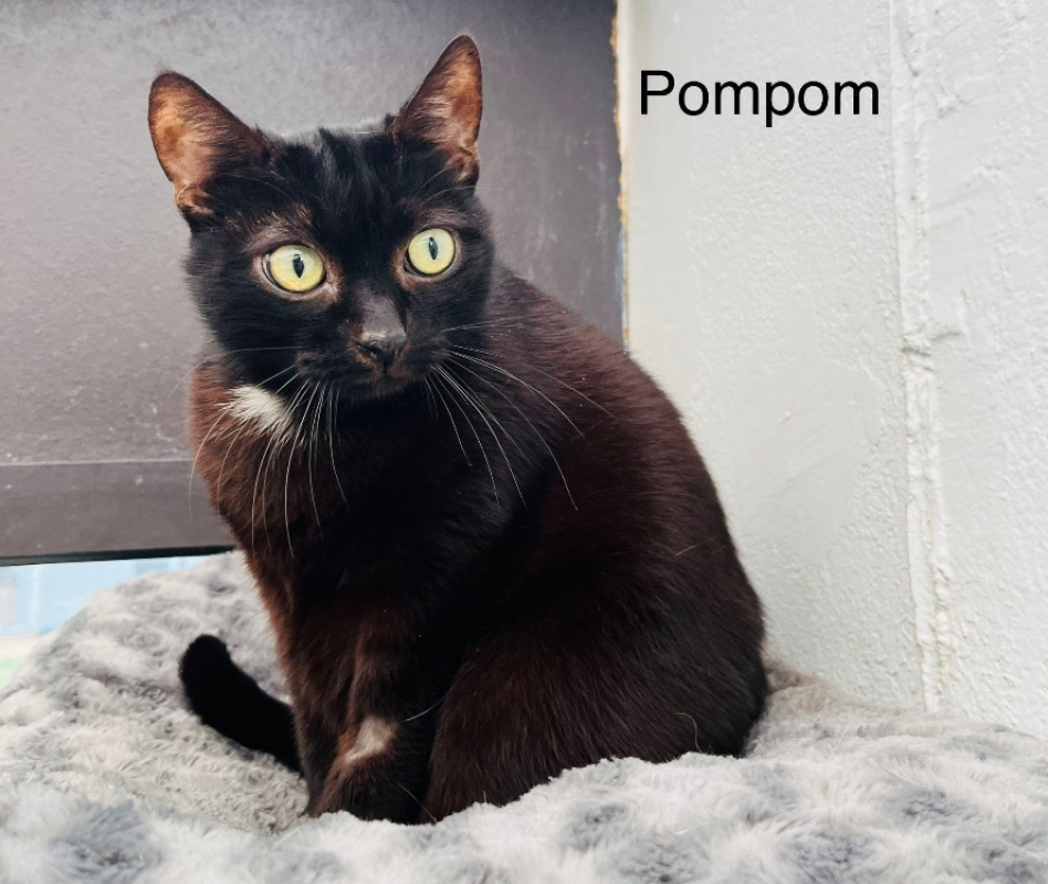 Photo de Pompom
