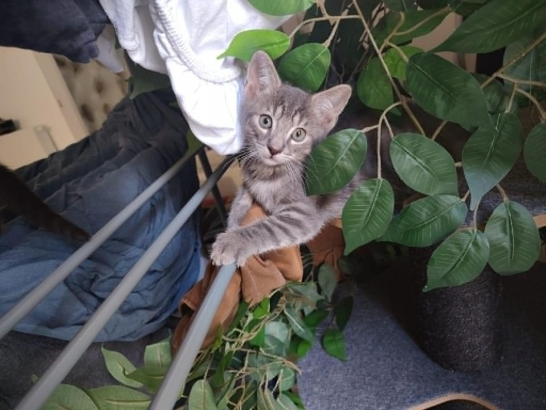 Photo #3 de O'Malley