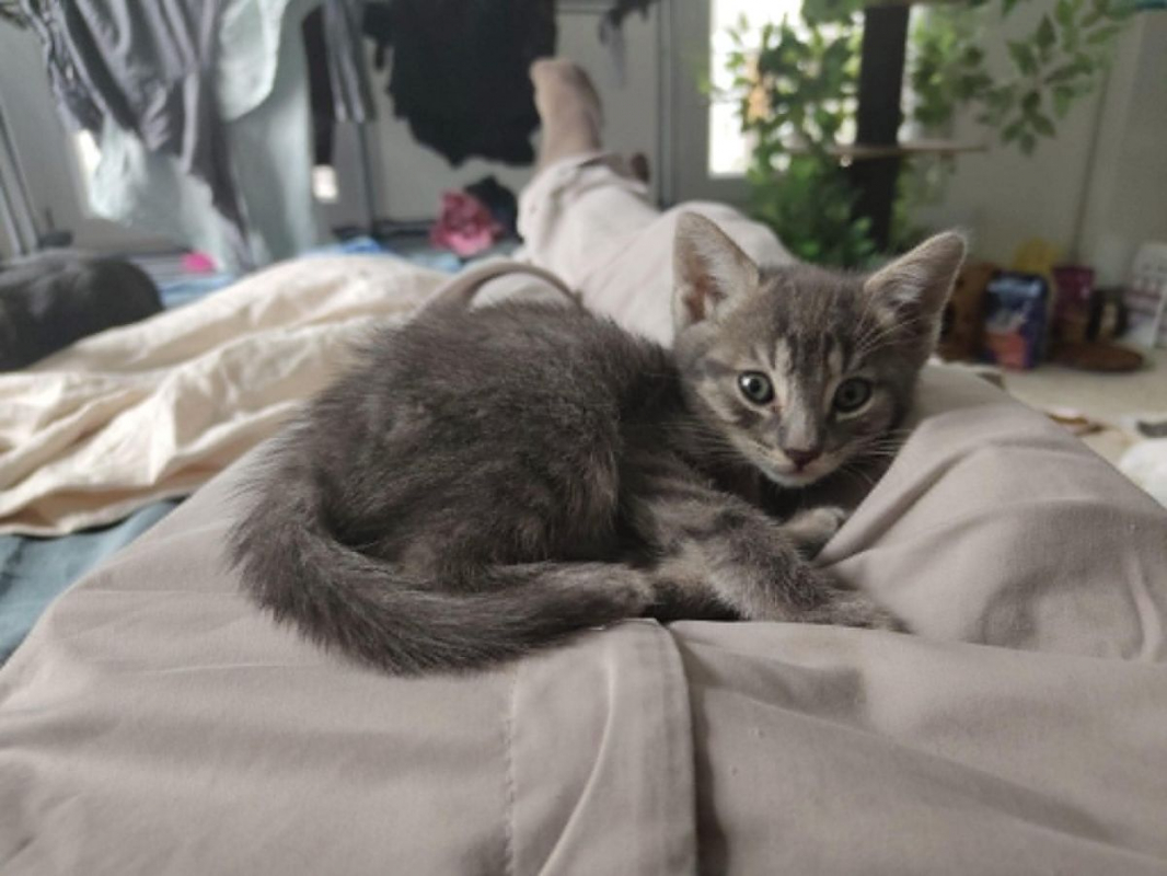 Photo #1 de O'Malley