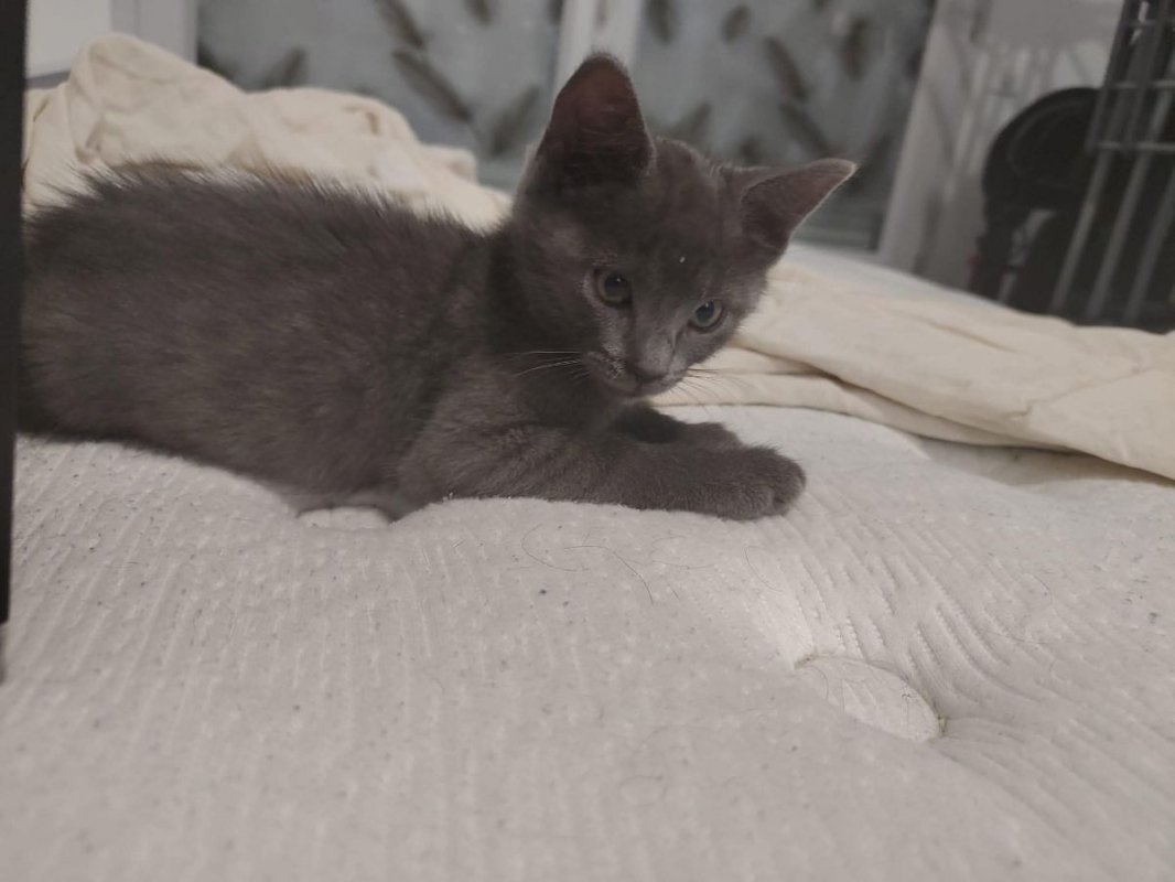 Photo #1 de Duchesse