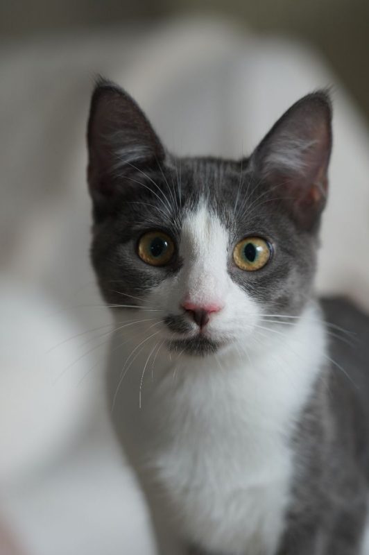 CARCASSONNE - Chat à adopter - photo 6