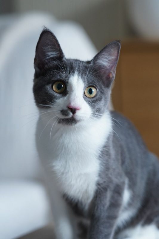 CARCASSONNE - Chat à adopter