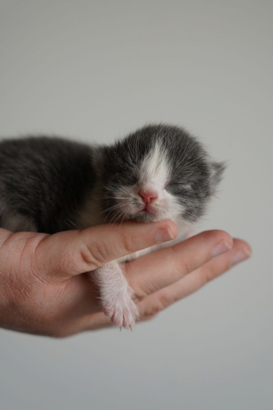 Photo #1 de CARCASSONNE