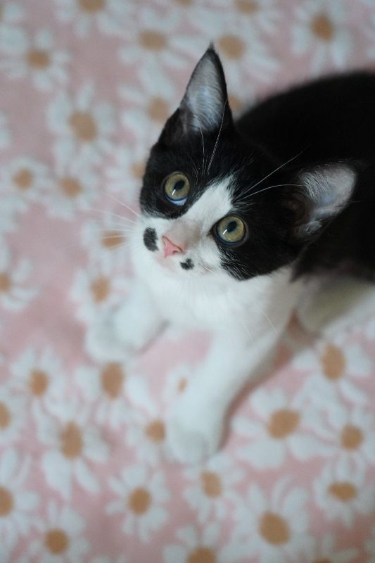 SAUMUR - Chat à adopter - photo 5