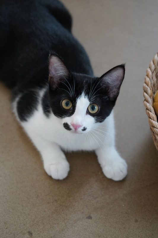 SAUMUR - Chat à adopter - photo 4