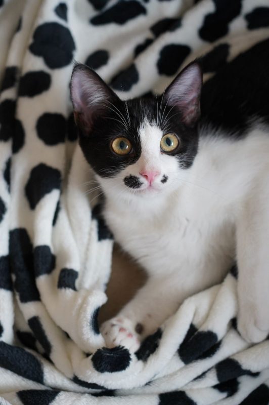 SAUMUR - Chat à adopter - photo 2