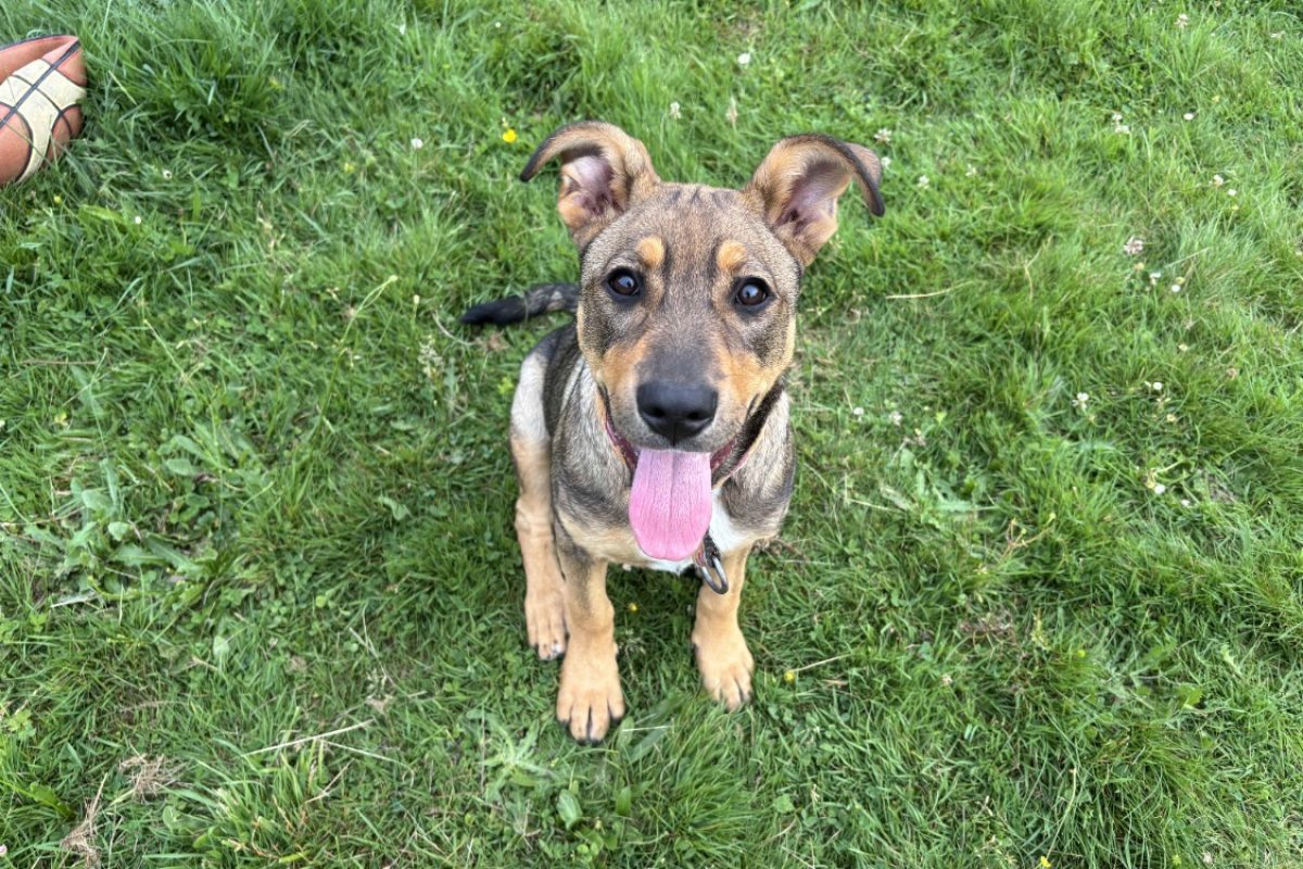 Puncha - Chien à adopter