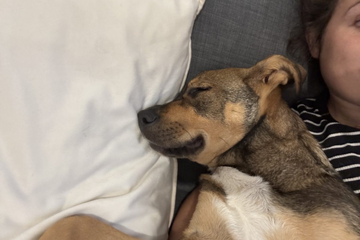 Puncha - Chien à adopter - photo 2