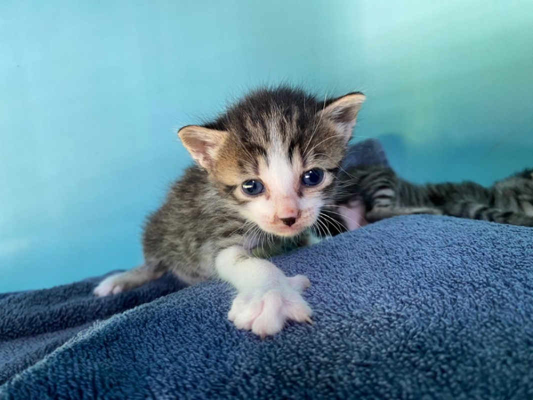 Photo de Pecan