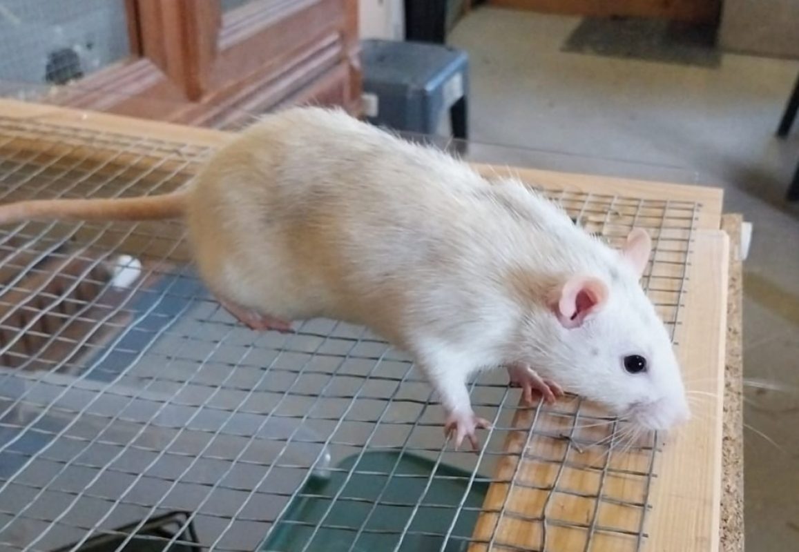 Rapido - Rongeur Rat à adopter