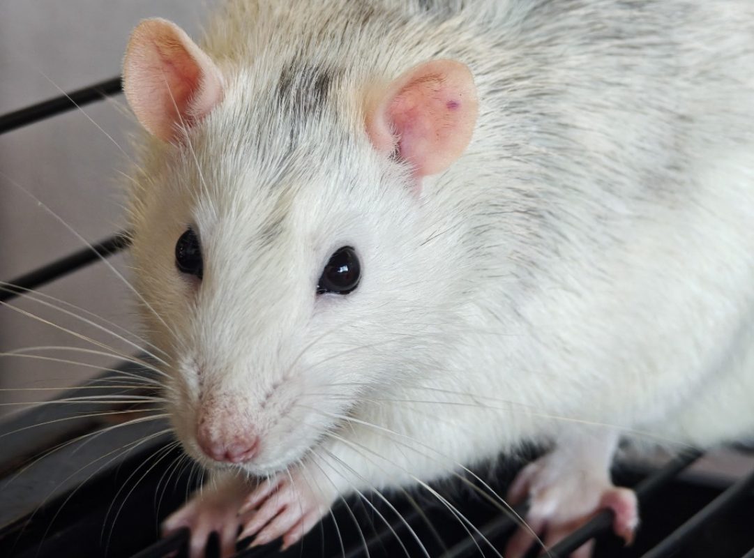 Rapido - Rongeur Rat à adopter