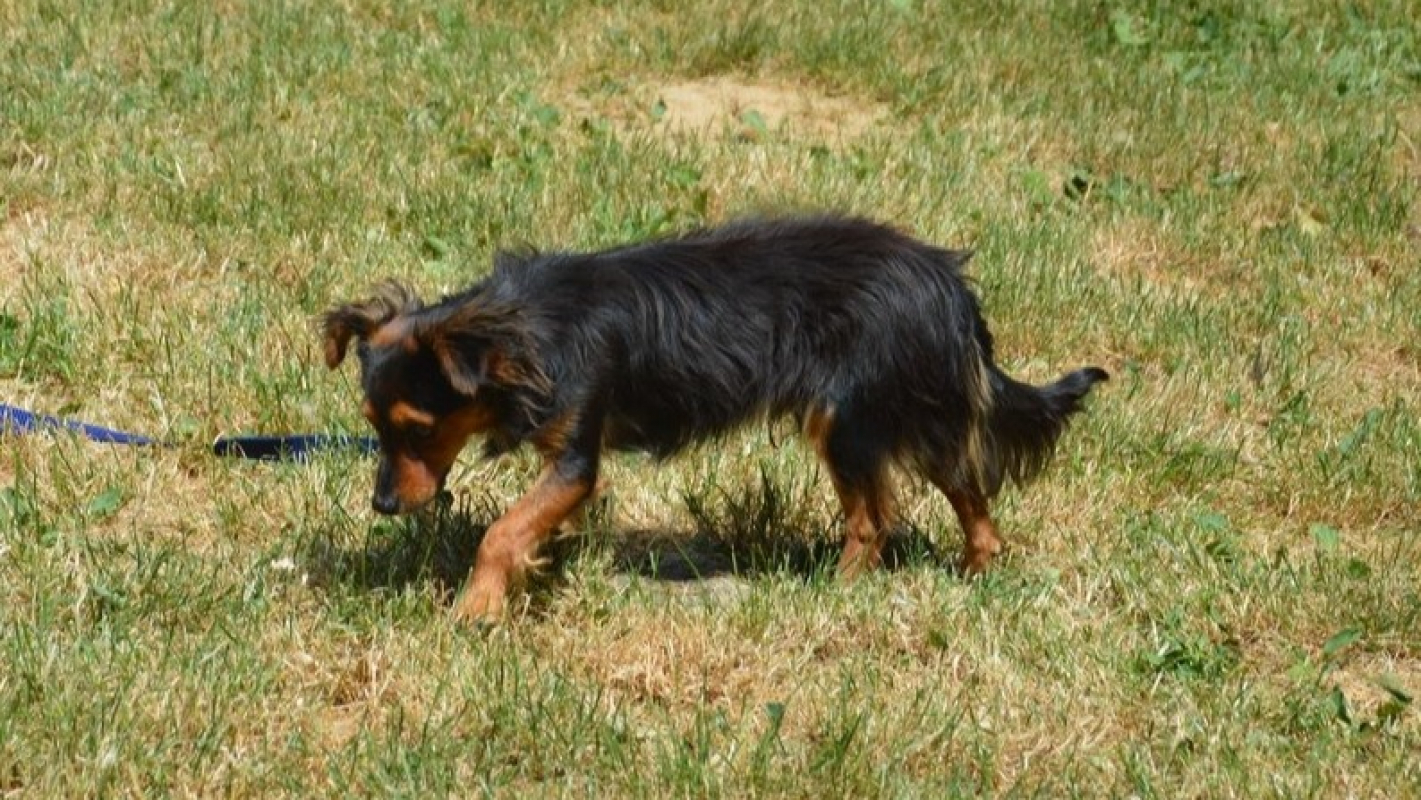 Photo #2 de Filou