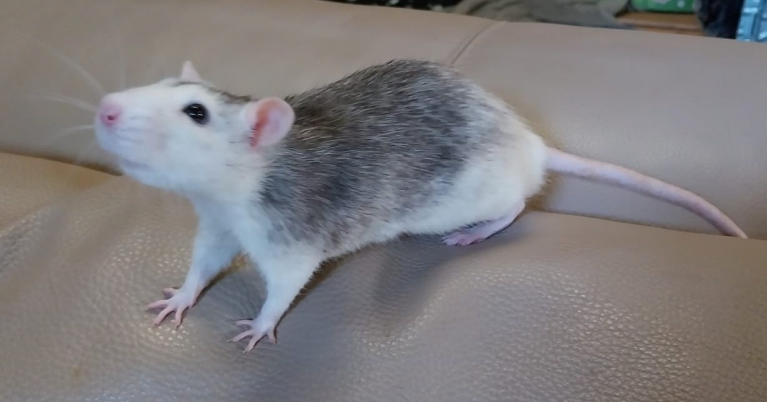 Photo de Speedy