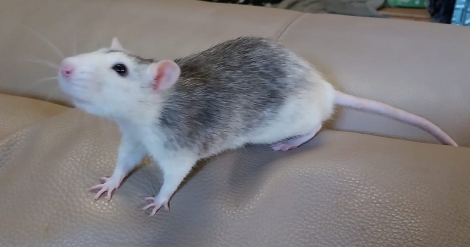 Speedy - Rongeur Rat à adopter