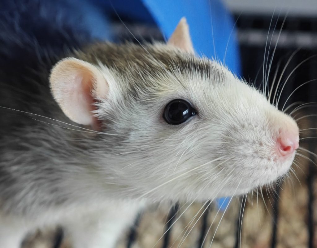 Speedy - Rongeur Rat à adopter