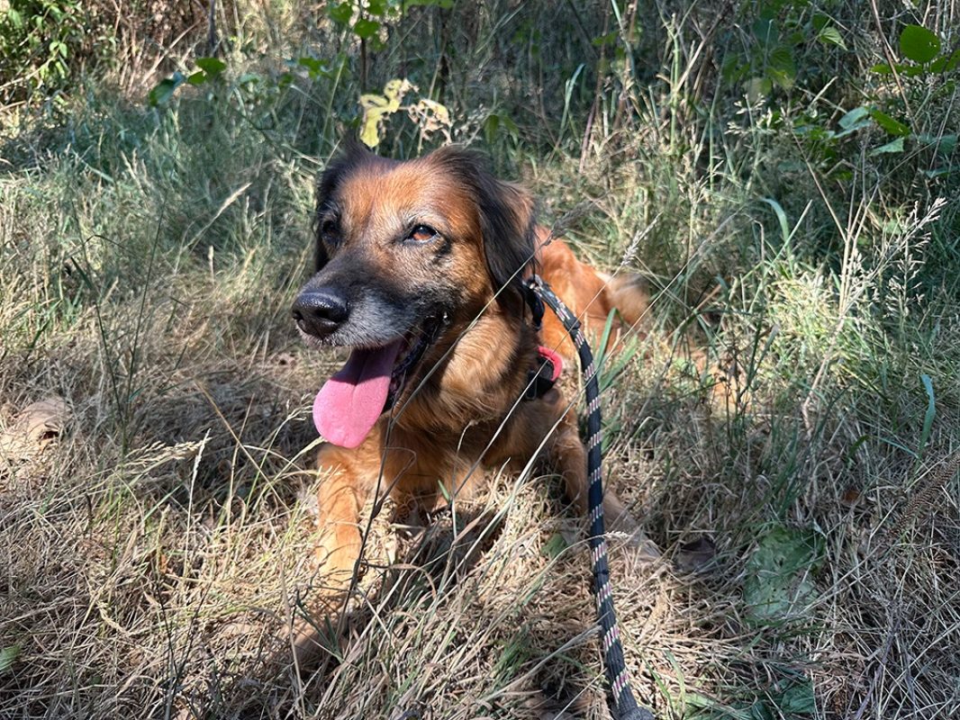 Masurka - Chien à adopter - photo 2