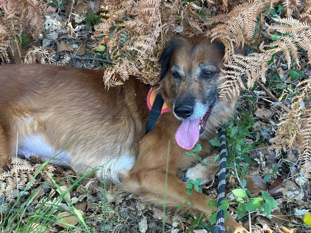 Masurka - Chien à adopter - photo 3