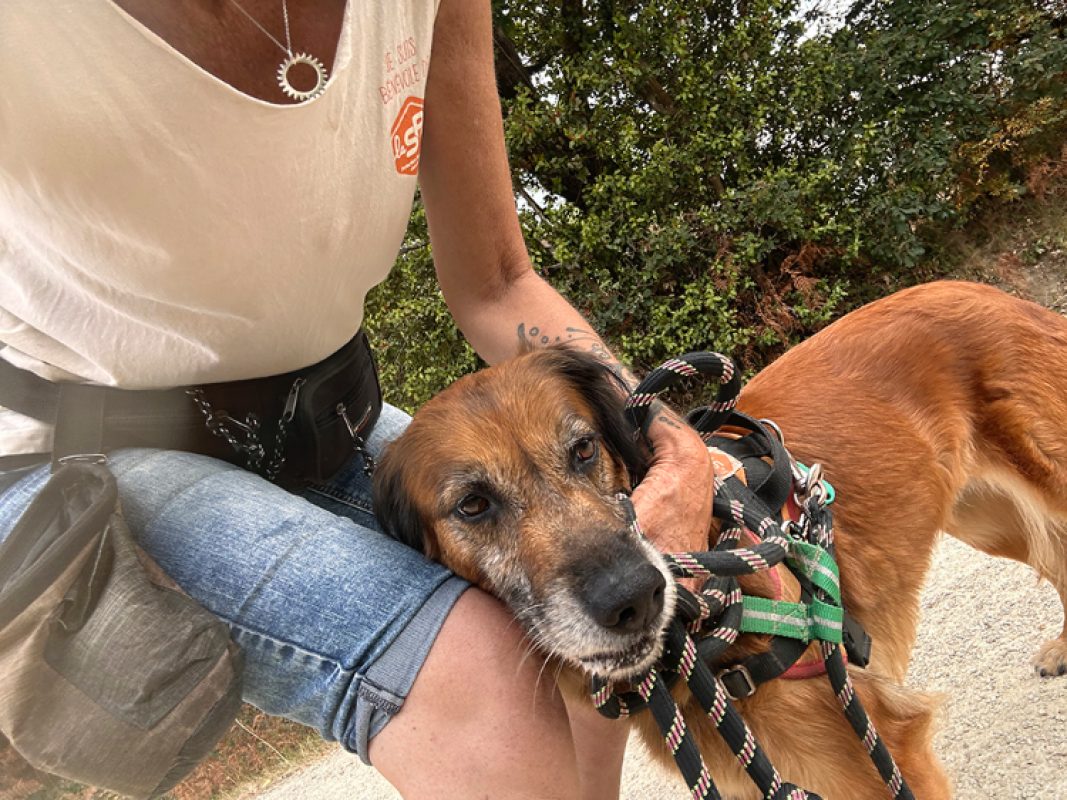 Masurka - Chien à adopter - photo 4