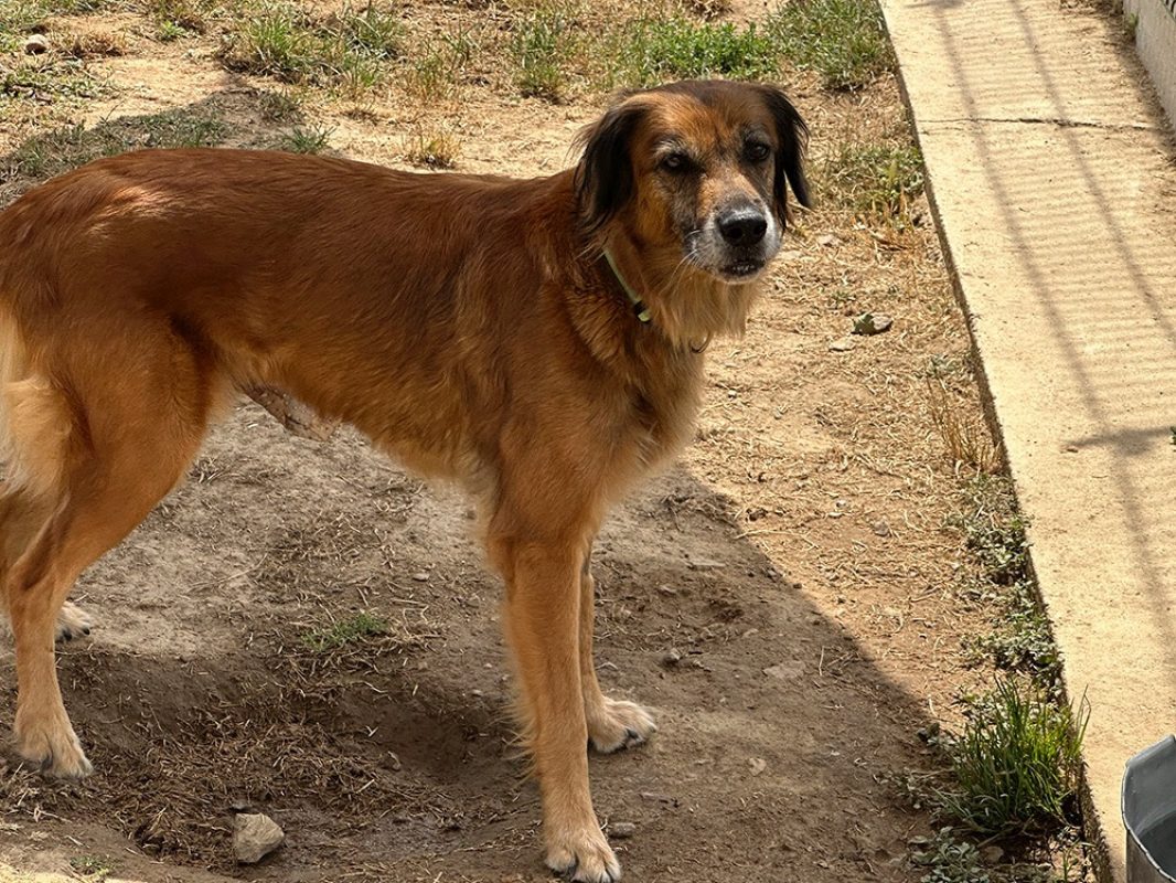 Masurka - Chien à adopter - photo 5