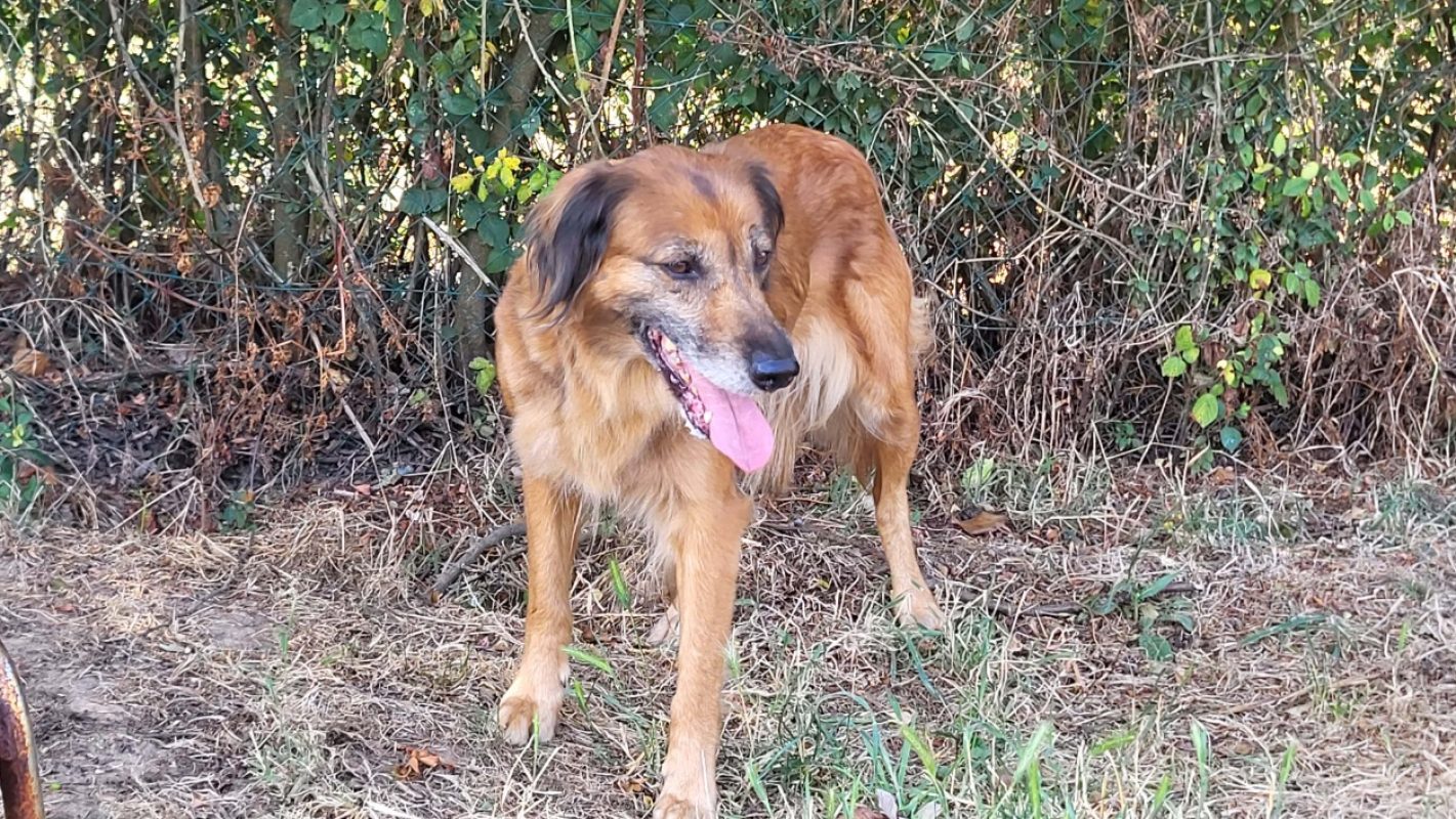 Masurka - Chien à adopter - photo 6