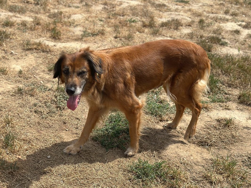 Masurka - Chien à adopter - photo 7