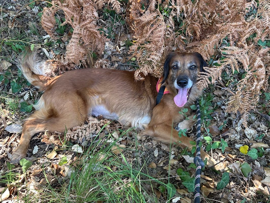Masurka - Chien à adopter - photo 8