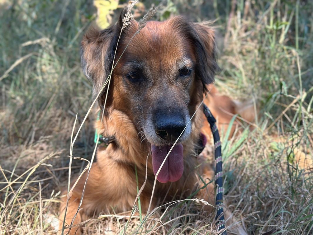 Masurka - Chien à adopter - photo 9