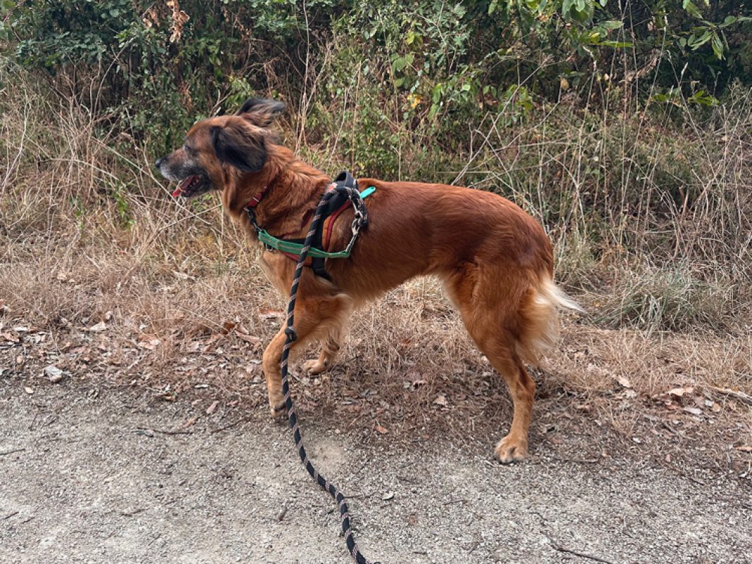 Masurka - Chien à adopter - photo 10