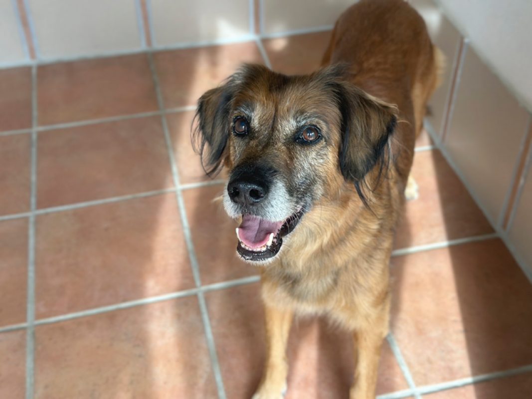 Masurka - Chien à adopter