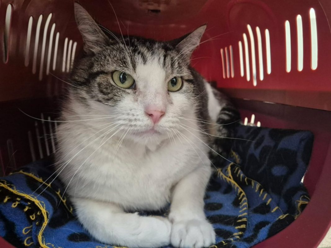Leon - Chat Européen à adopter