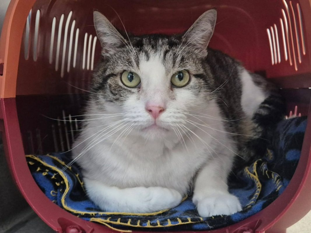 Leon - Chat Européen à adopter - photo 2
