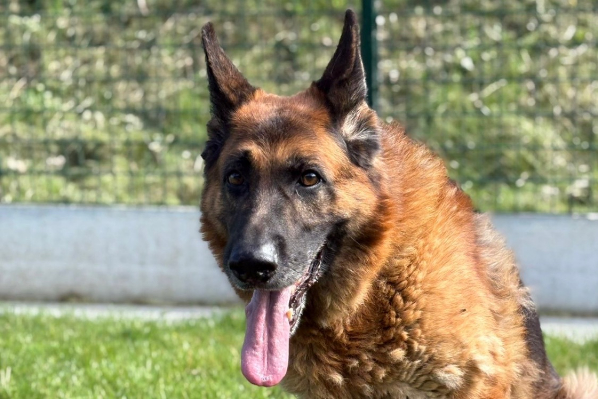 Photo #1 de Jimbo des crocs de defense