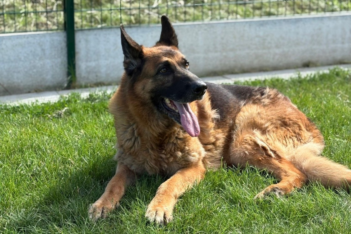 Photo #2 de Jimbo des crocs de defense