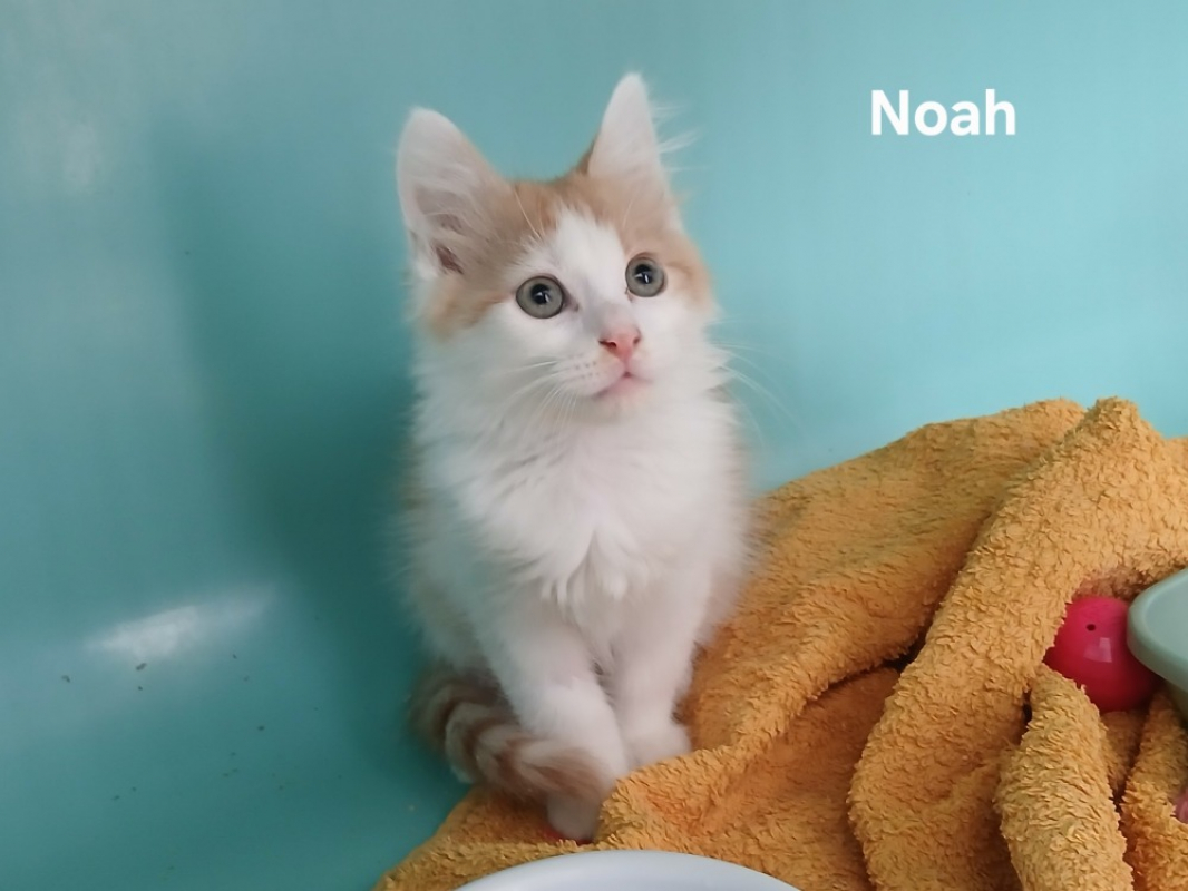Photo de Noah