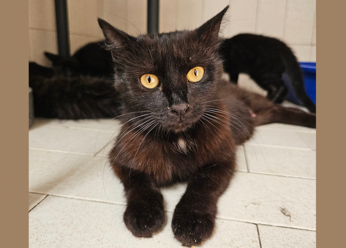 Photo de Duchesse moustache